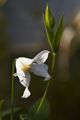 Clematis integrifolia Alba-1 Powojnik